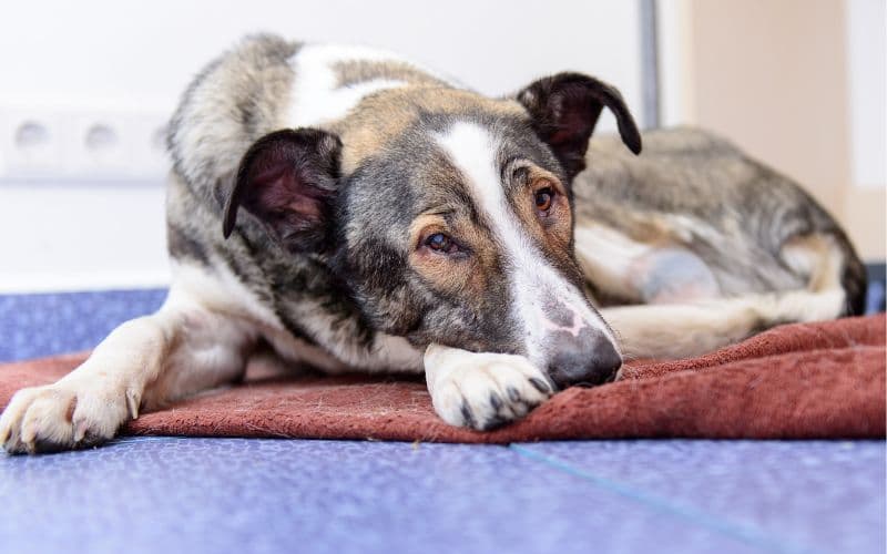 un perro puede vivir con moquillo