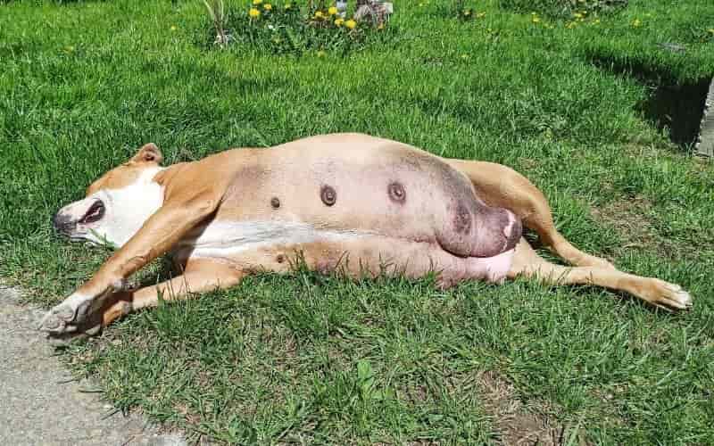 perro embarazada