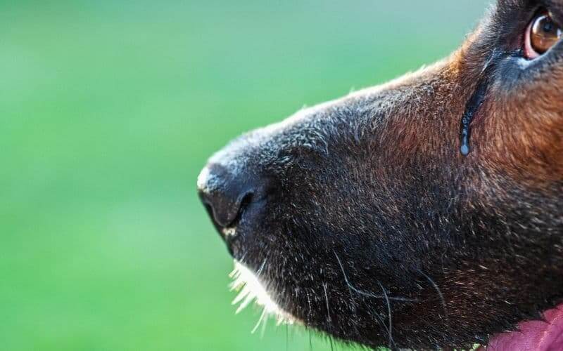perro llorando