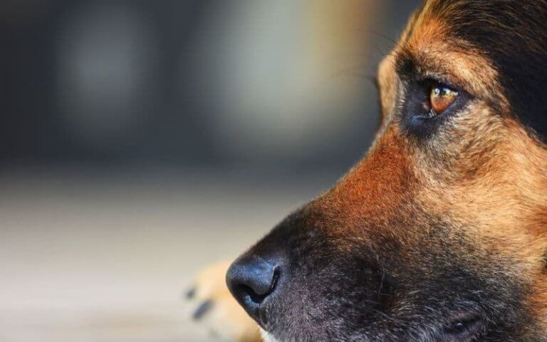 perro llorando