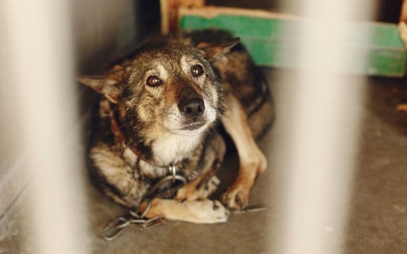 perro llorando