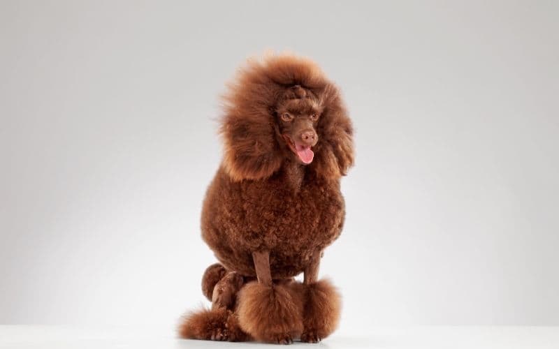 perro poodle