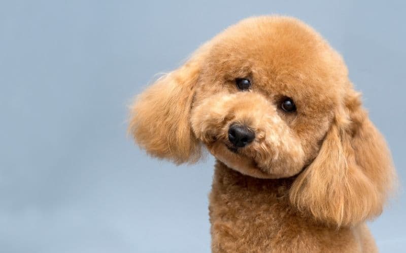 perro poodle