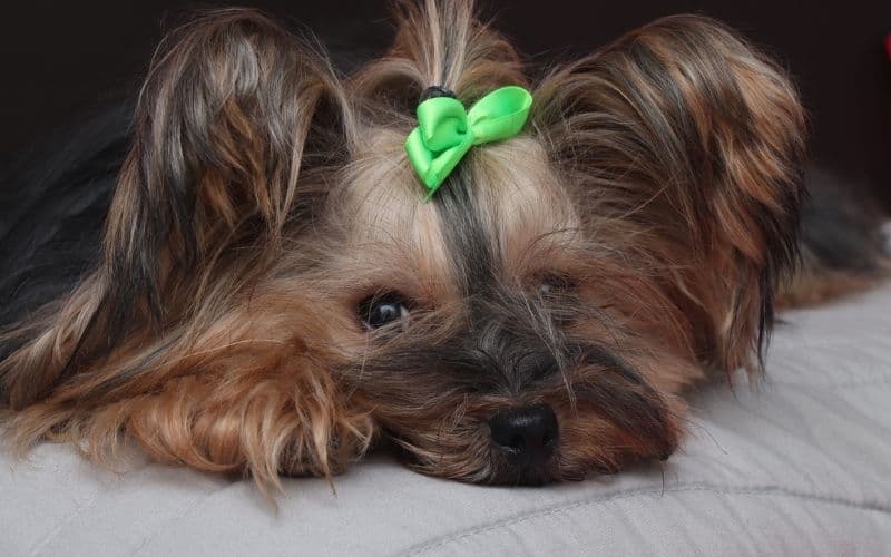 perro yorsay
