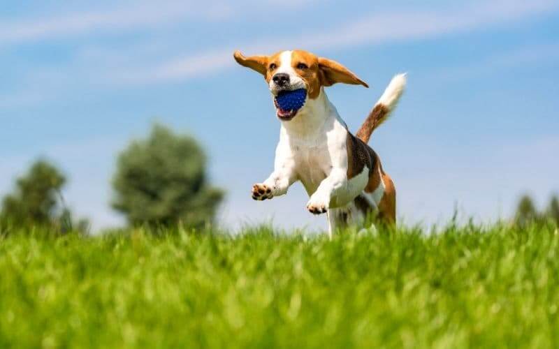 perros beagle