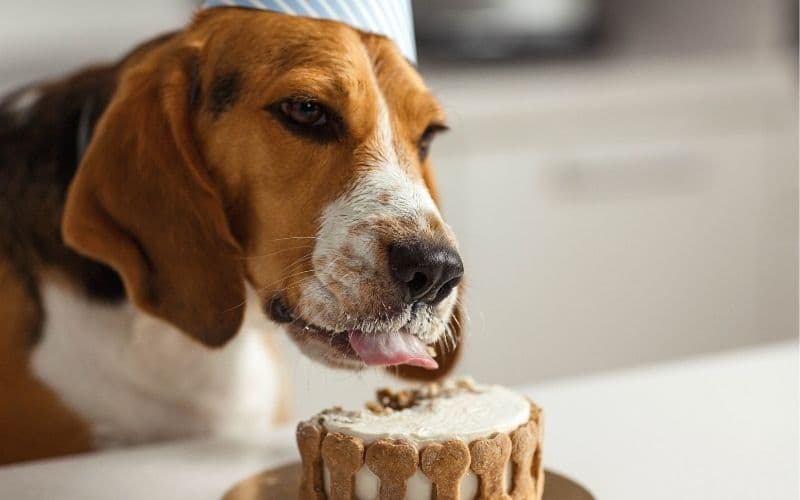 perros beagle