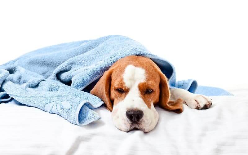 leishmaniasis perros