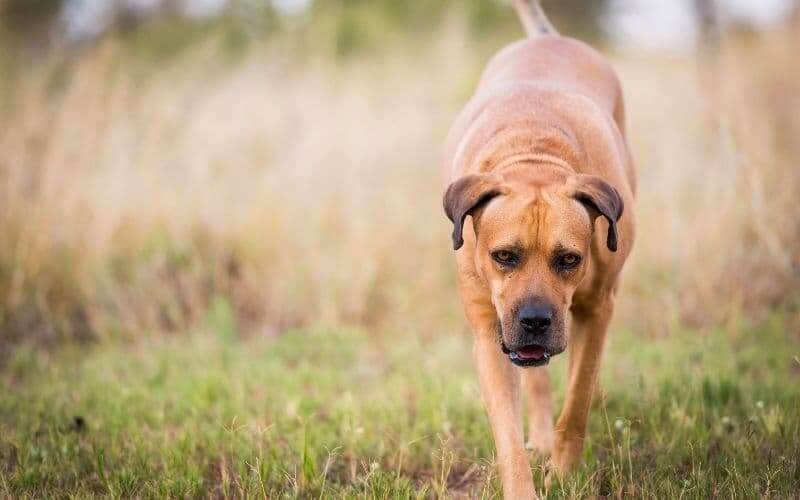 perros grandes de raza