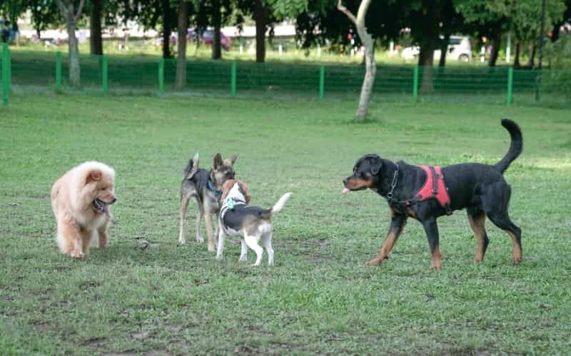 perros grandes de raza