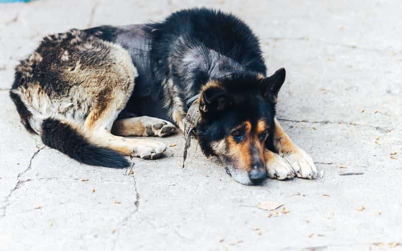 perros hongos