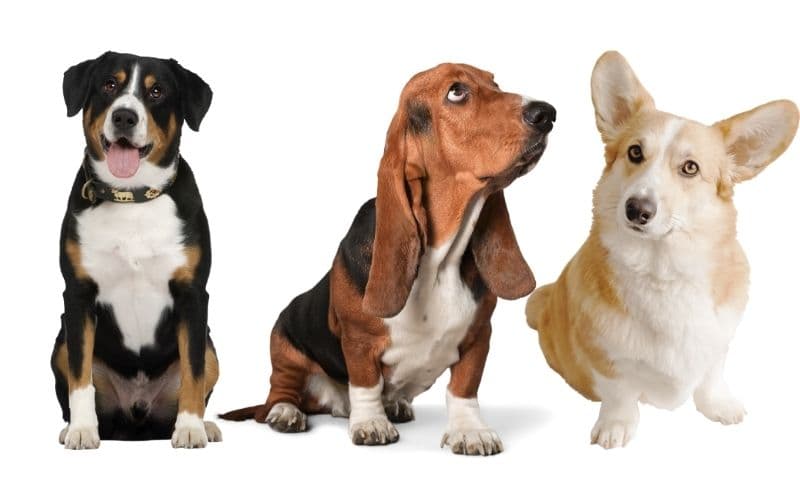   perros más inteligentes