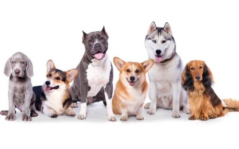 los 10 perros más inteligentes
