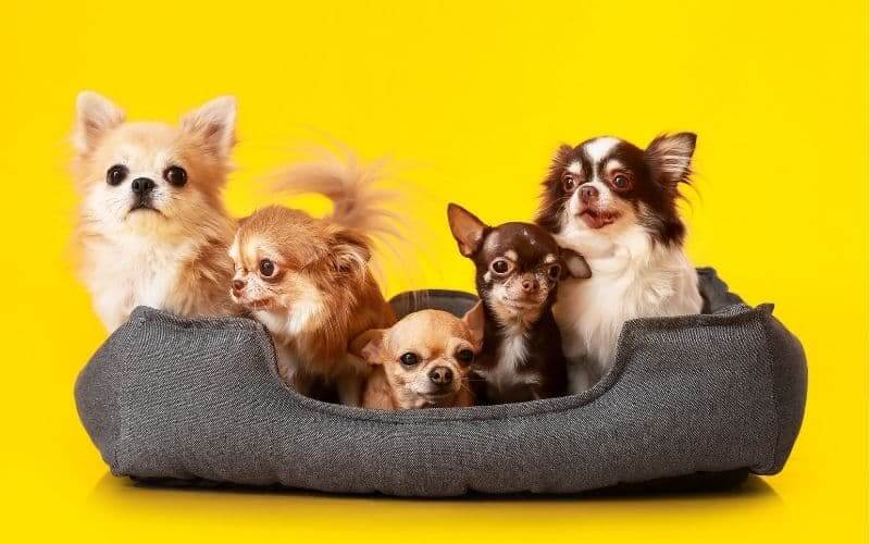 Perros Pequeños de Raza 