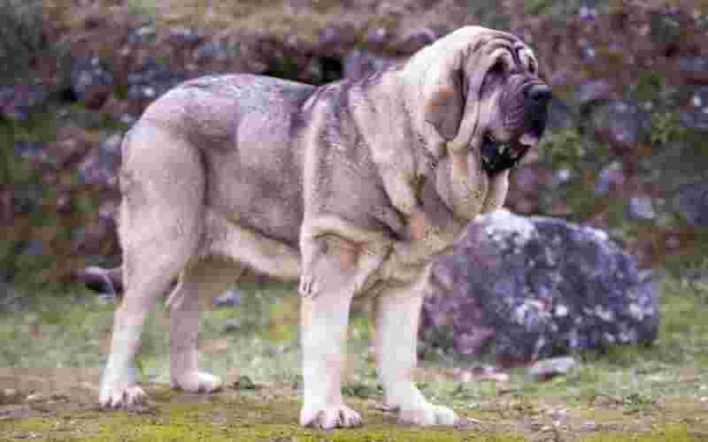 razas de perros españoles