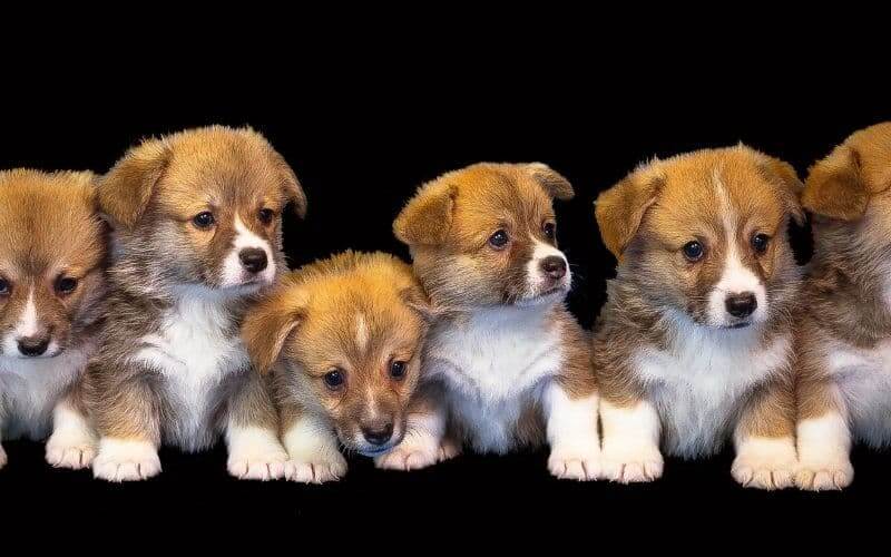 razas de perros pequeños que no crecen