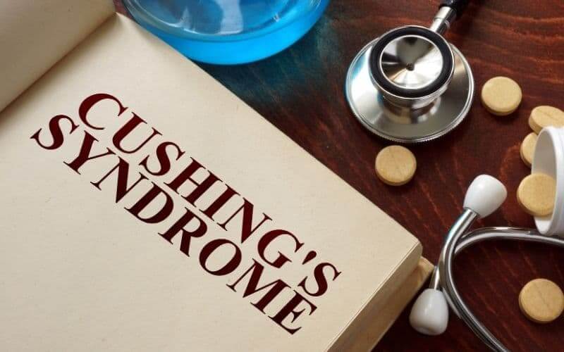 sindrome de cushing en perros