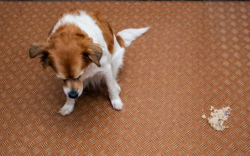 tratamiento para diarrea con sangre en perros