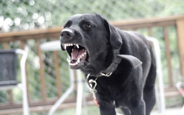 truco para que un perro no ladre