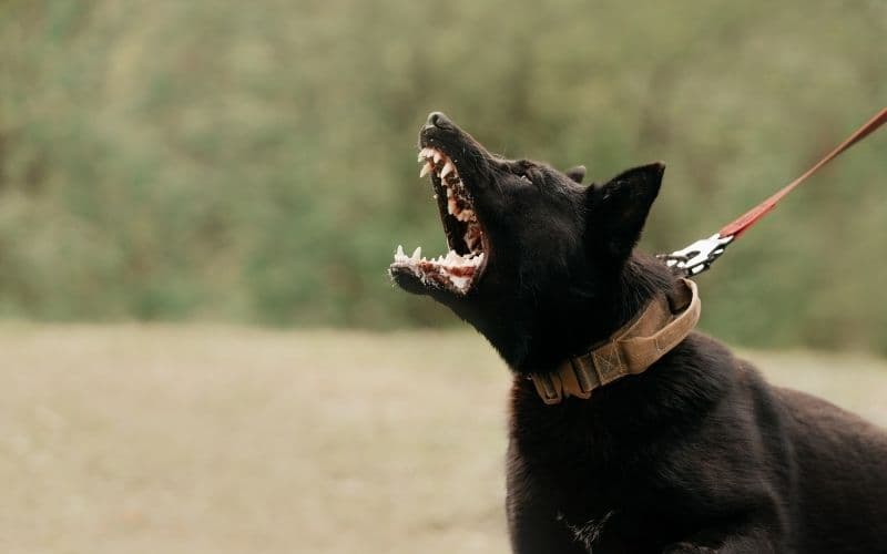 truco para que un perro no ladre