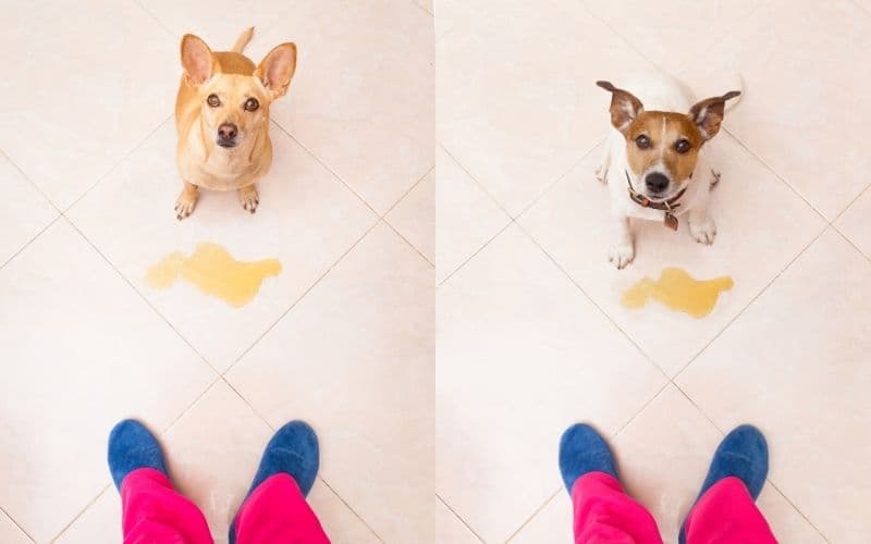 líquido para que los perros orinen en un solo lugar