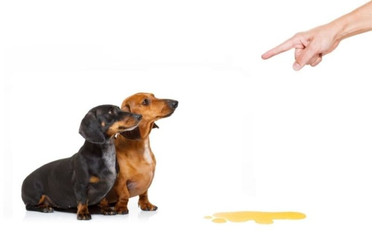 trucos para que tu perro no mee en casa