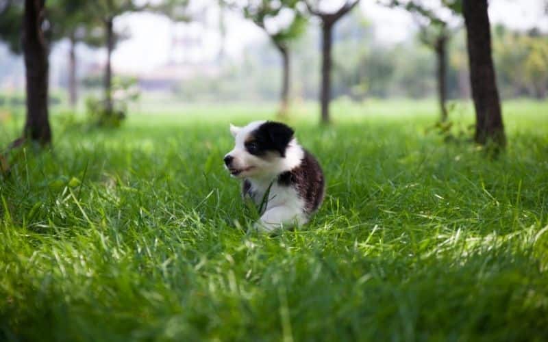 cachorros border collie
