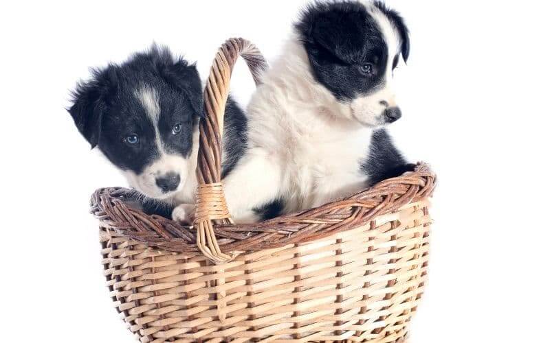 cachorros border collie