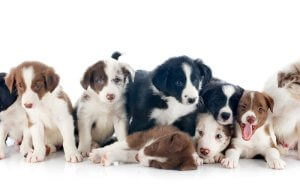 cachorros border collie