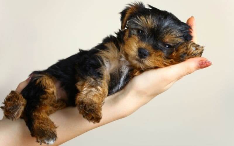cachorros yorkshire