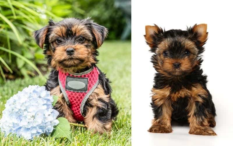 cachorros yorkshire