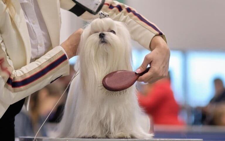 cepillo para perros