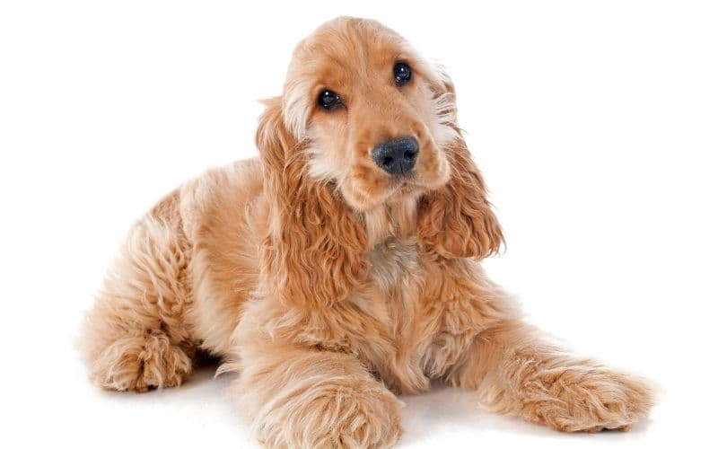cocker spaniels