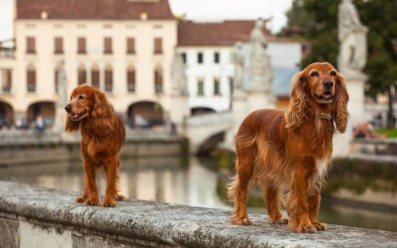 cocker spaniels