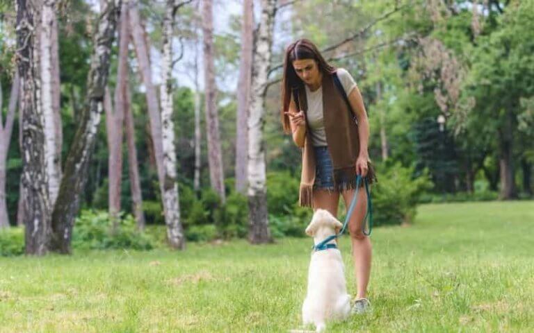 como adiestrar a un perro