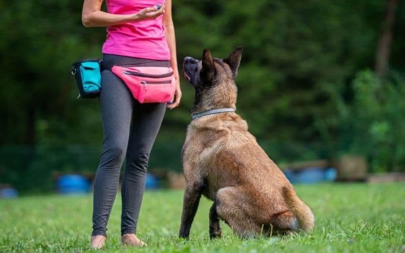 como adiestrar a un perro