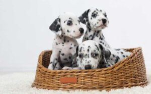 dalmata cachorro