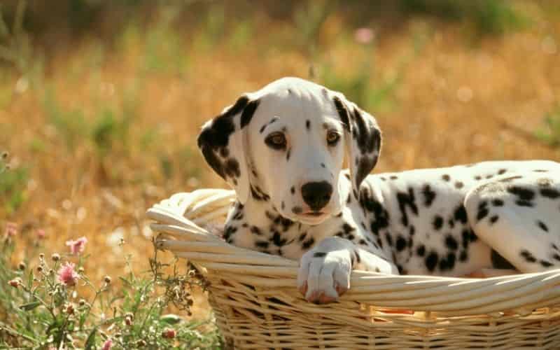 dalmata cachorro