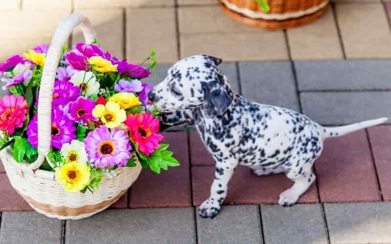 dalmata cachorro