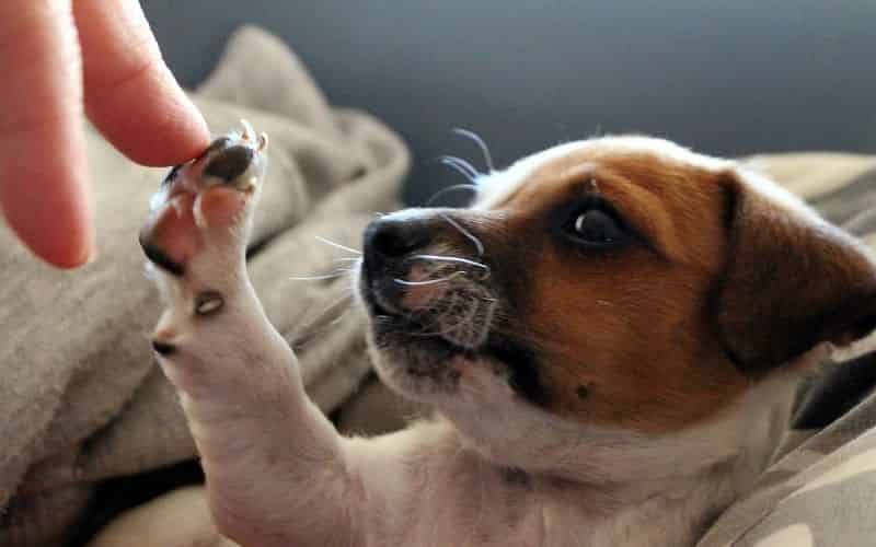 Filaria en Perros