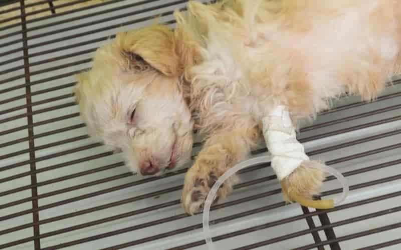 gastroenteritis en perros