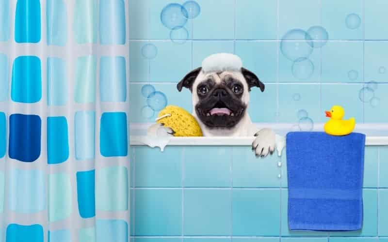 granos en perros