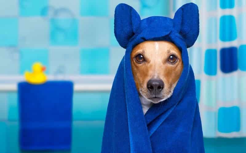 granos en perros