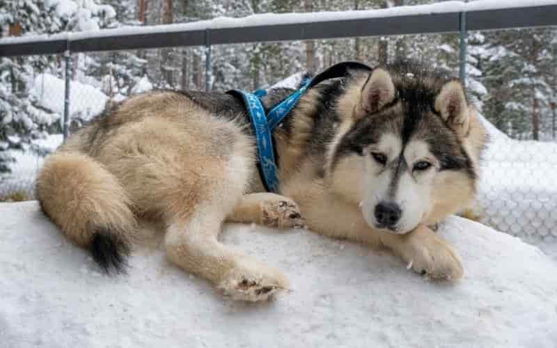 hasky siberiano