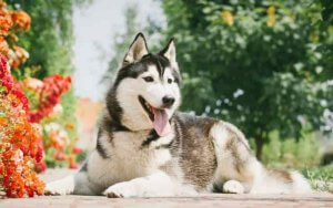 hasky siberiano