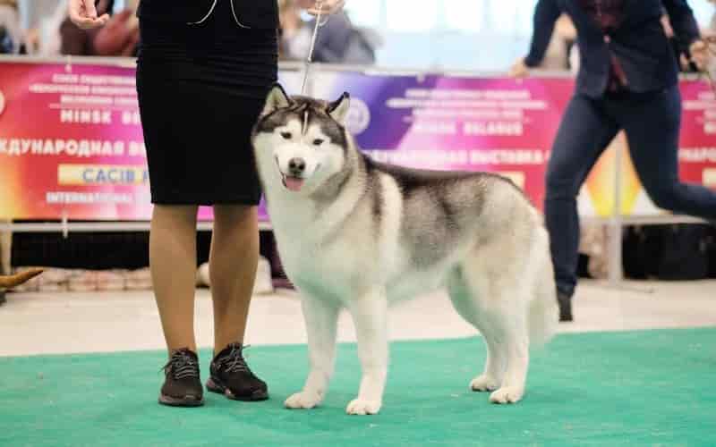 hasky siberiano