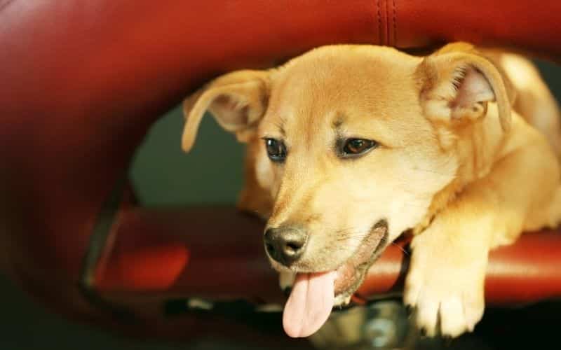 heces con sangre en perros
