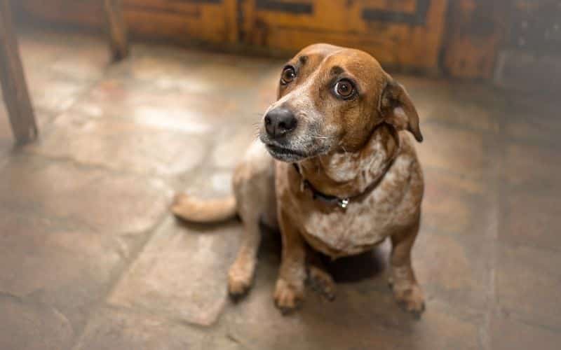 heces con sangre en perros
