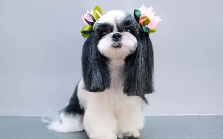 hipo en perros