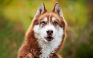 huskys siberianos