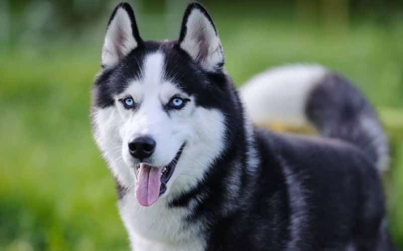 husky original y falso